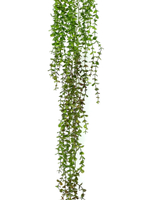 Эвкалипт ампельный 130 см