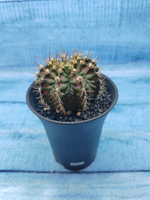 Gymnocalycium T-Rex Pink hybride (Гимнокалициум T-rex)