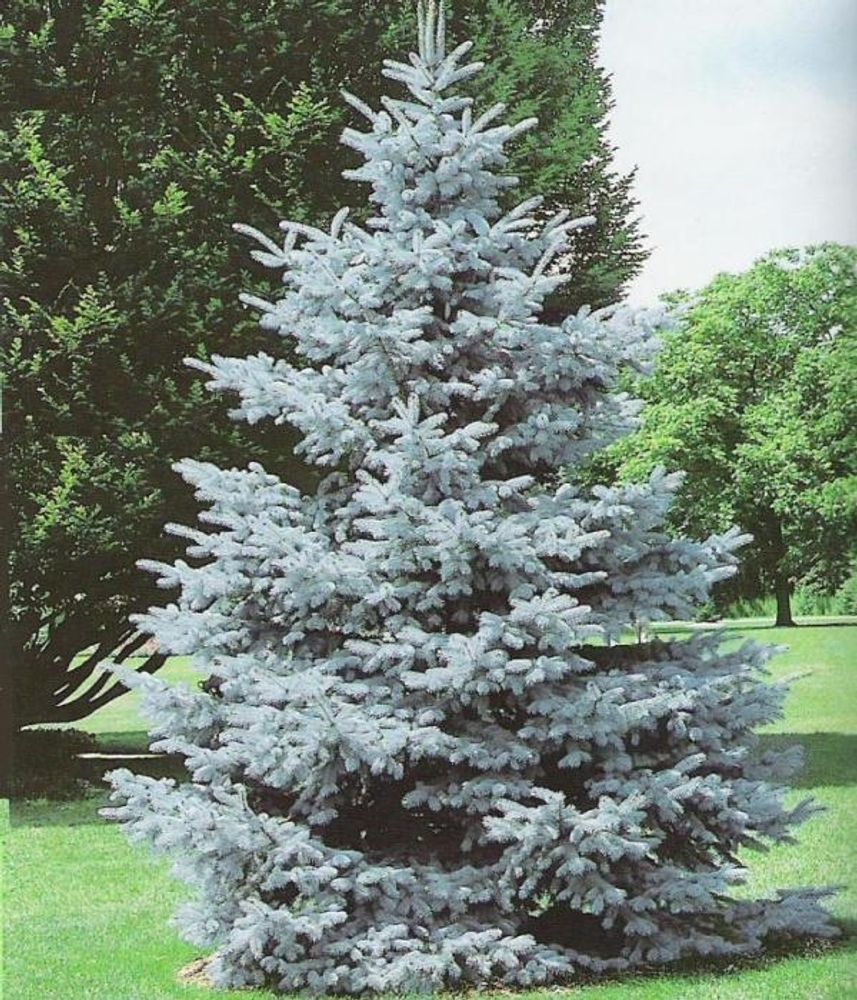 Ель колючая Хупси (Picea pungens Hoopsii C5/7,5 50-60)