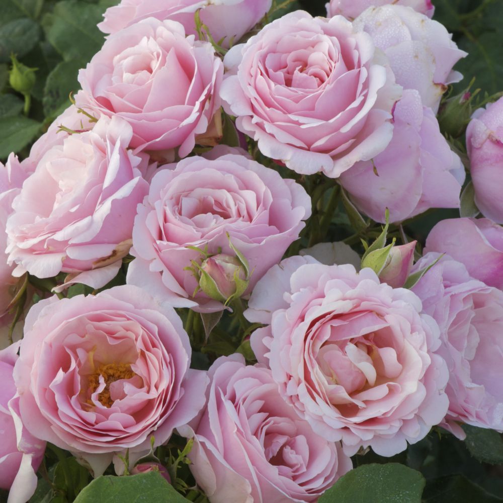 Бийе Ду (Billet Doux)