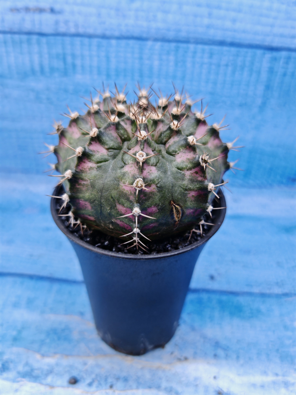Gymnocalycium T-Rex Pink hybride (Гимнокалициум T-rex)