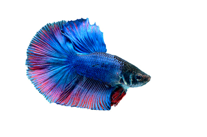 Петушок (самец)