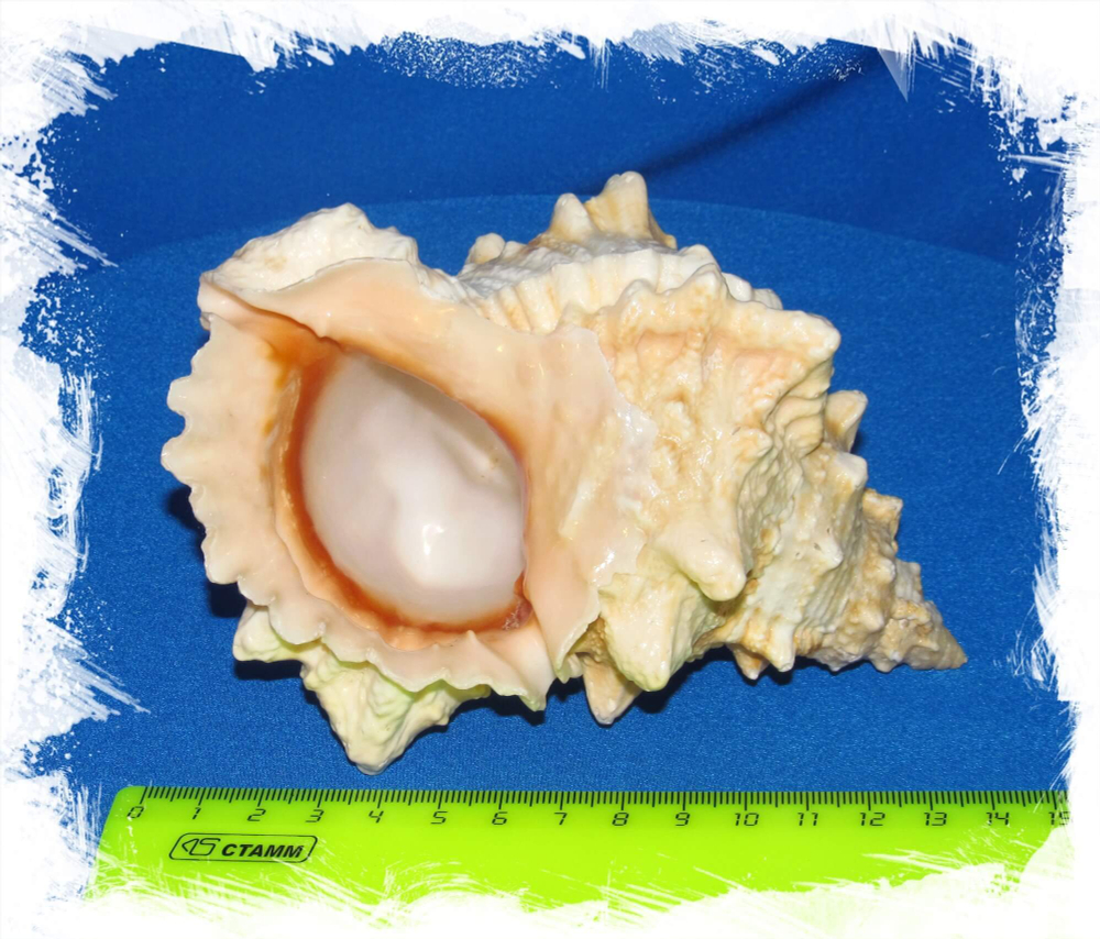 Бурса Лиссостома размер