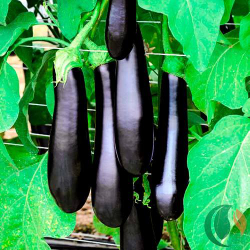 баклажан Каратая F1