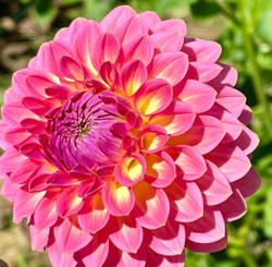 Георгин Пинк софьюжн (Pink suffusion)