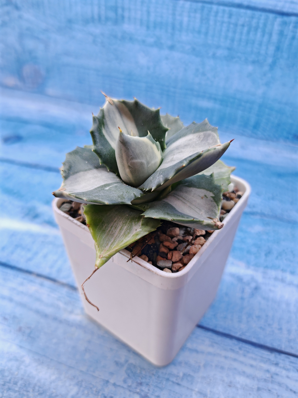 Agave Potatorum Variegata (Агава)