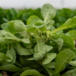 БОНВИТА семена корн-салата (Enza Zaden | Alexagro)