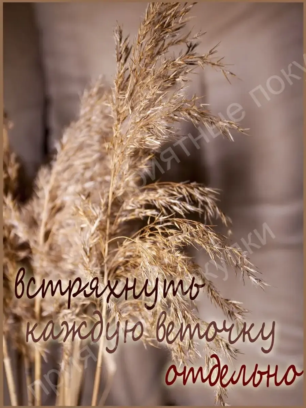 Сухоцвет камыш / пампасная трава