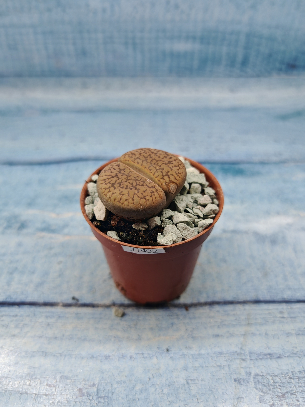 Lithops sp. (Литопсы)