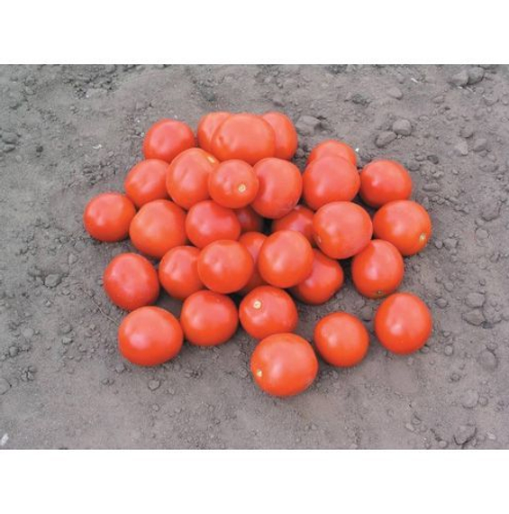 Дональд F1 семена томата процессингового (Nunhems / Нюнемс) – фото 4