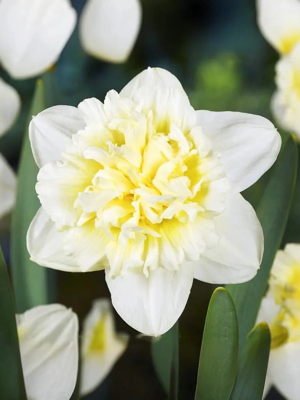 Нарцисс Махровый Айс Кинг