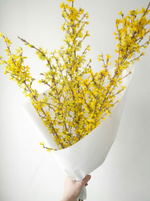 цветущие весенние желтые ветки - форзиция. Купить в Москве