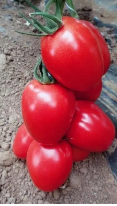 Торквей F1 - Torquay F1 1000 семян