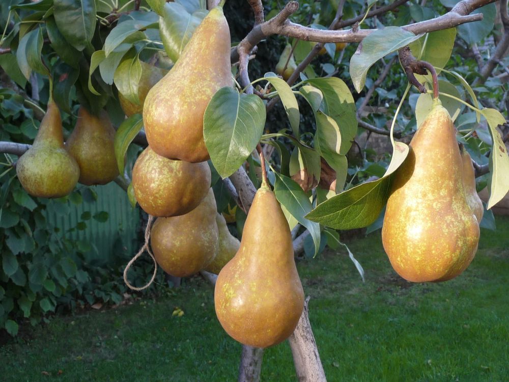куст Груша
