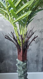 Пальма финиковая