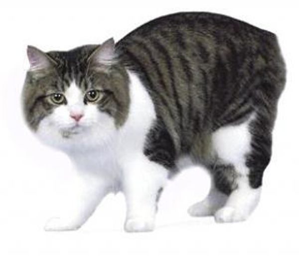 Домашняя Домашняя