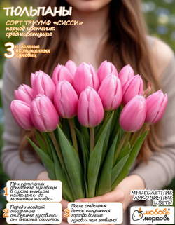 Тюльпан Луковица, Сиси 3+ шт
