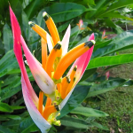 Геликония PSITTACORUM SASSY (Н115)