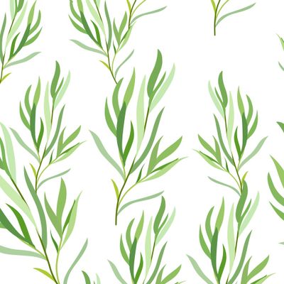 Ветка эвкалипта на белом фоне