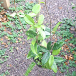 Хойя WILBUR GRAVES