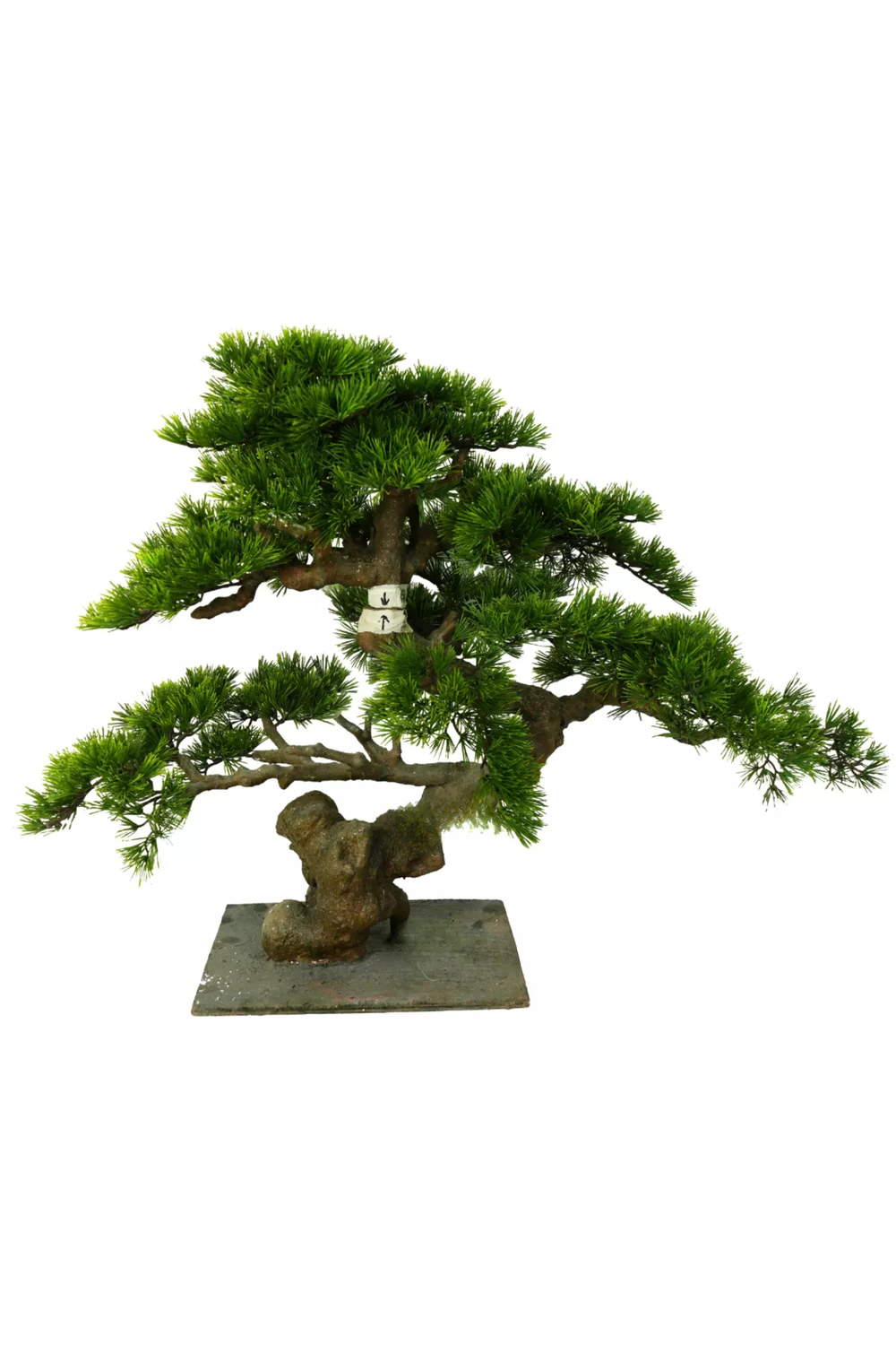 Бонсай в. 75 см/ ш. 85 см