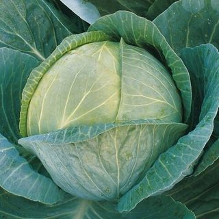 Капуста белокочанная Мегатон F1 100 (семян)