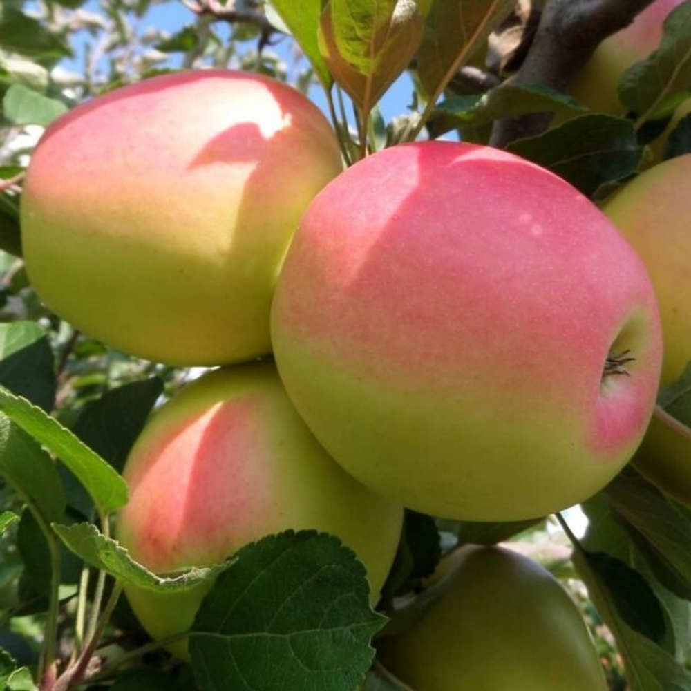 Яблоня Северный синап