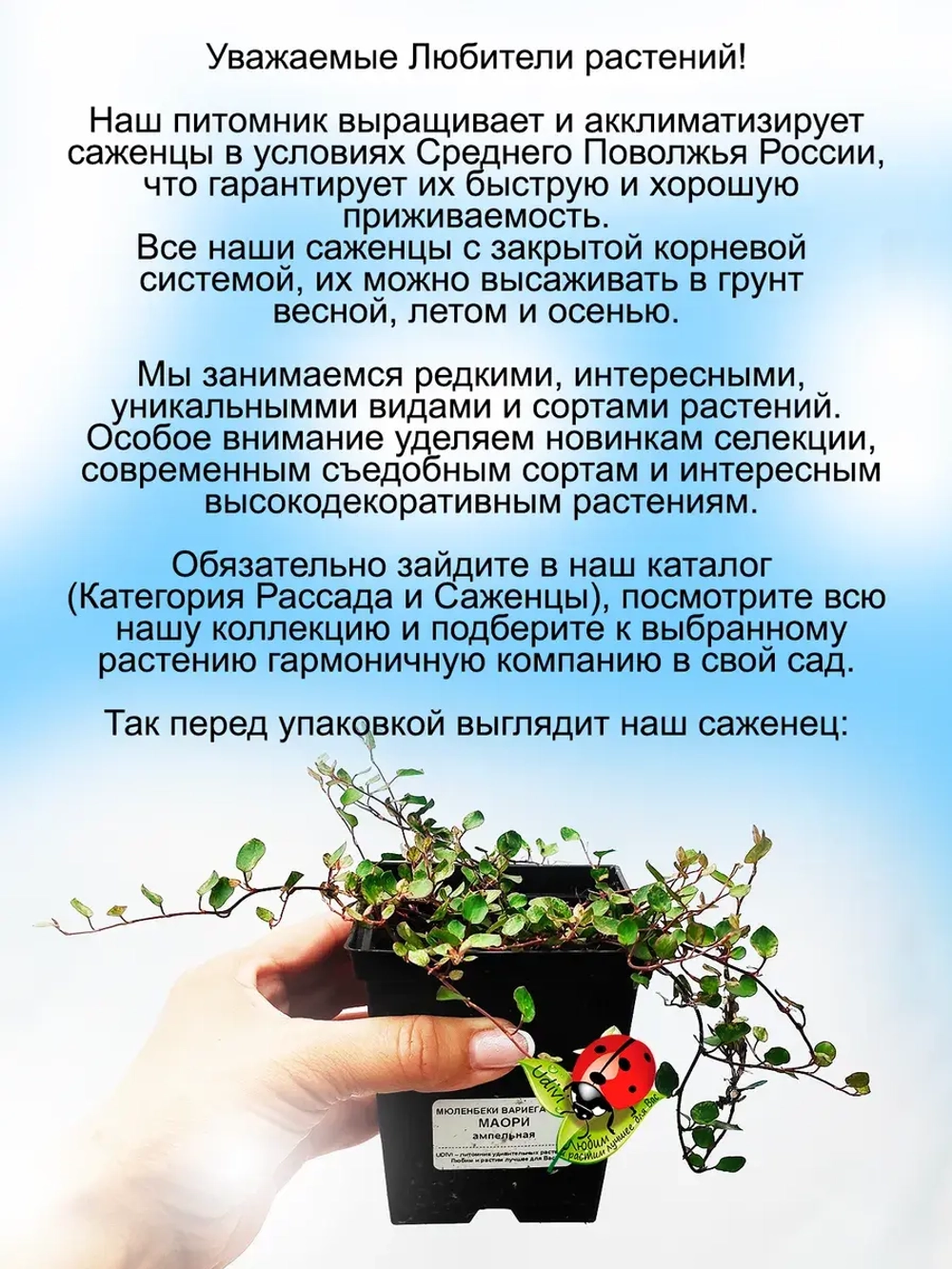 Мюленбекия Маори вариегатная