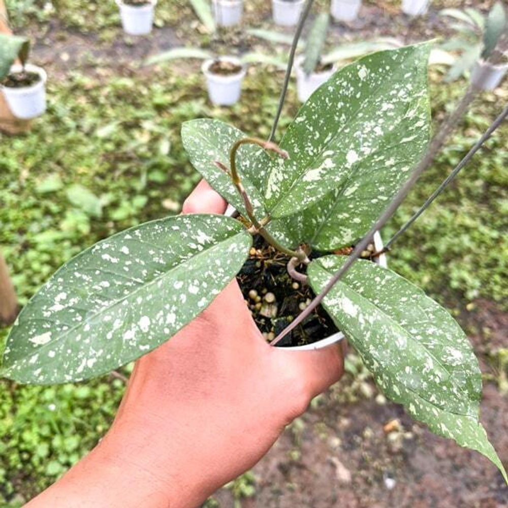 Хойя SP ACEH ENBUN MADU