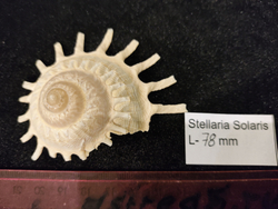 Стеллария Солярис "75-110 мм"