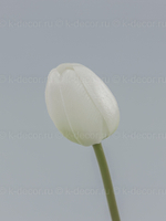 Тюльпан силикон VIP белый