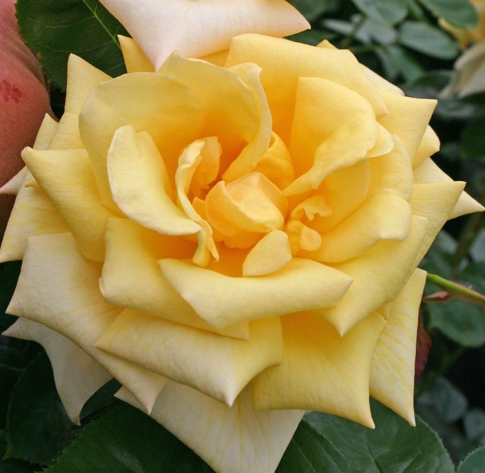 Роза чайно-гибридная Беролина