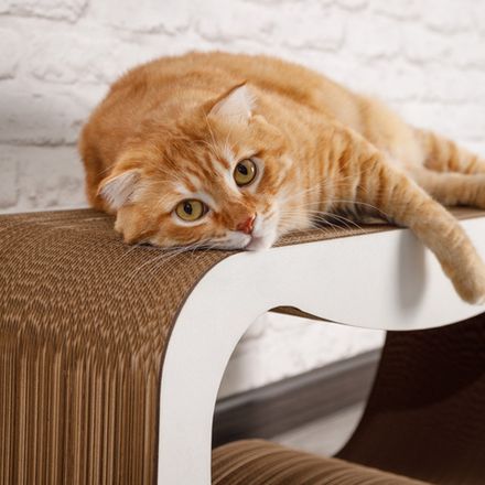 Когтеточки