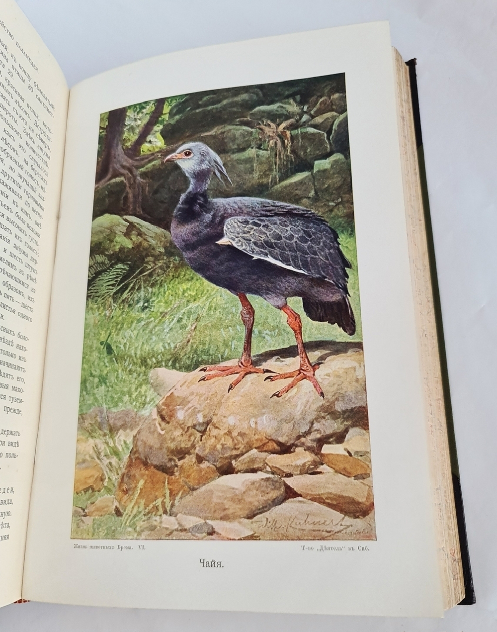 "Жизнь животных (в 7-ми томах)". А.Э. Брэм. 1914г.