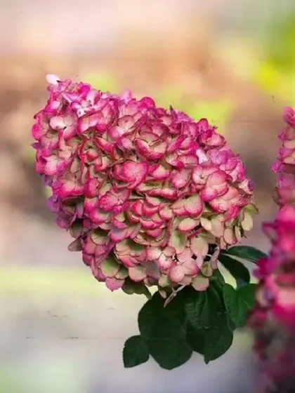 Гортензия метельчатая Колорфул Коктейль