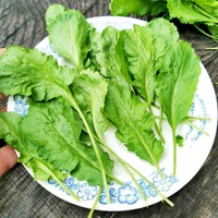 Кресс-салат Старый Голландский  - Dutch Broadleaf Cress