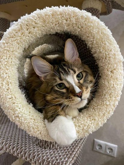 Домик когтеточка для кошки мейн-кун  КУН-18