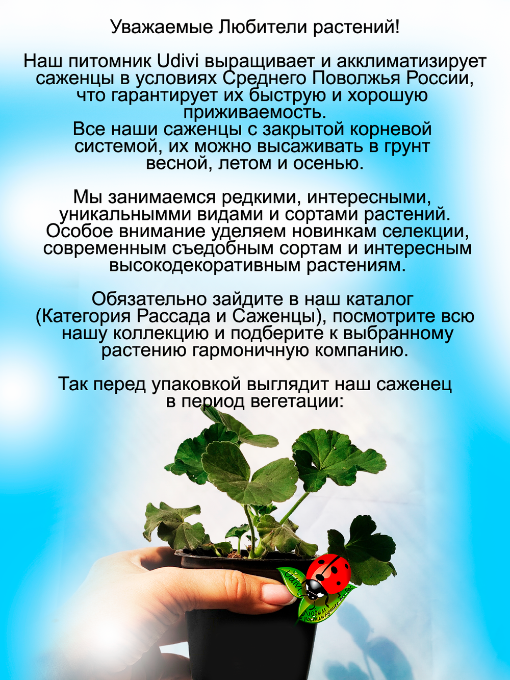 Пеларгония Сладкая жизнь в розовых очках