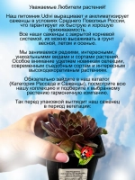 Молодило Ягодный взрыв хамелеон