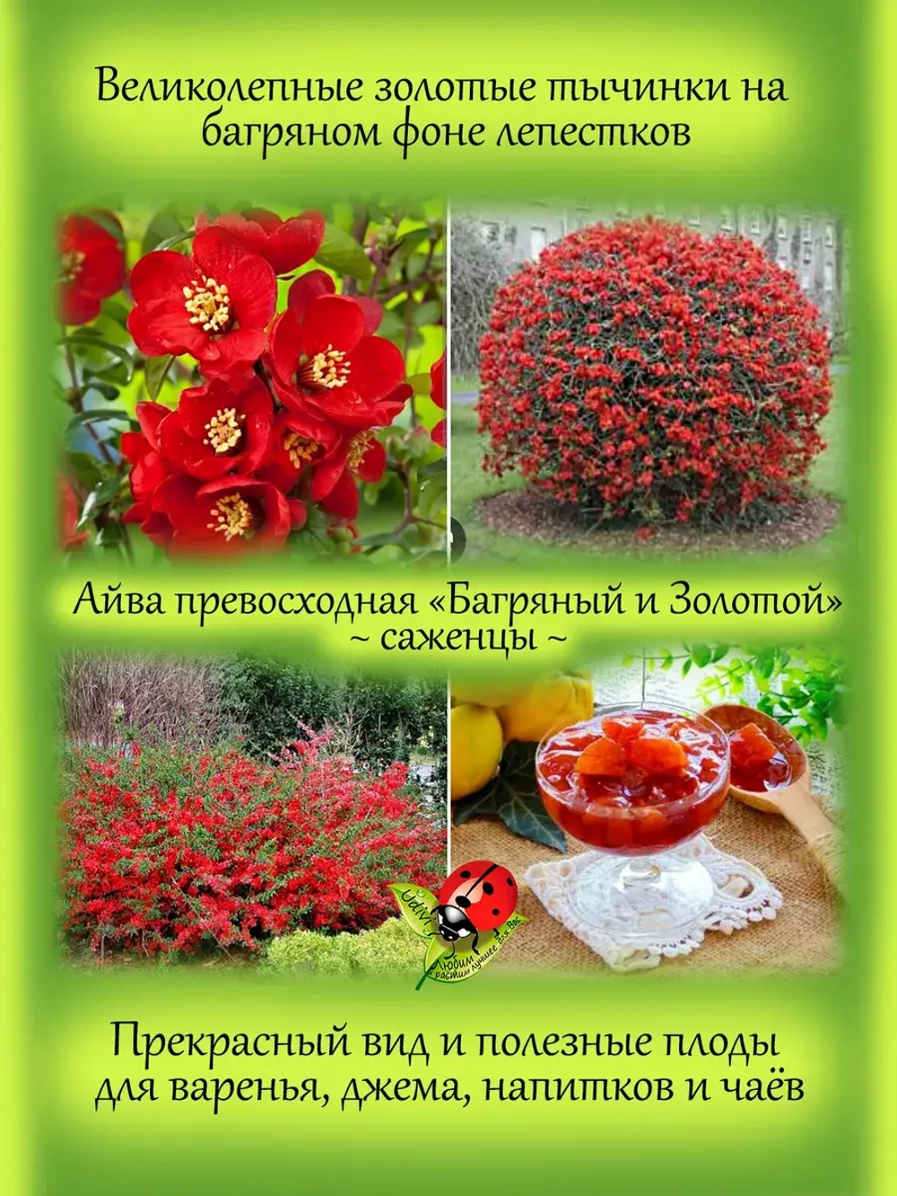 Айва Кримсон энд Голд превосходная