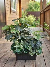 Искусственные растения латекс 65см в длинном кашпо