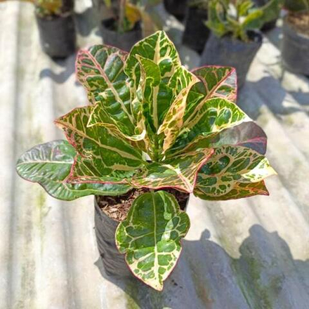 Кротон KURA-KURA