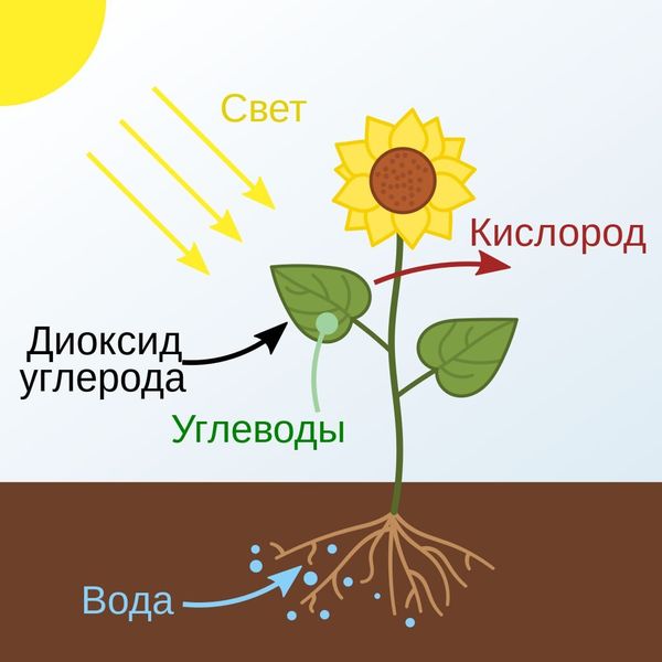 Что такое фотосинтез? Влияние углекислого газа CO2 на скорость фотосинтеза. Краткое пособие