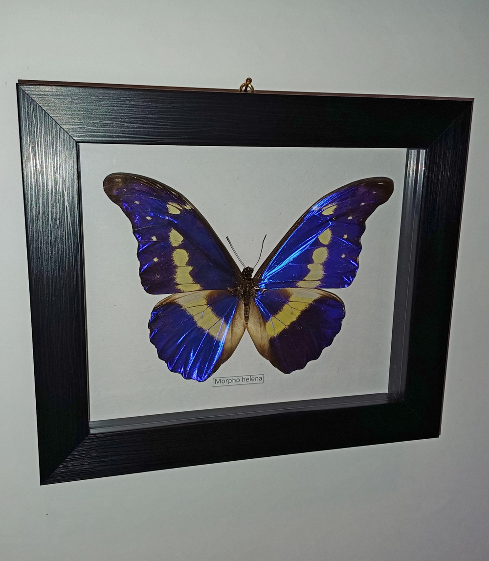 Бабочка в рамке Morpho helena