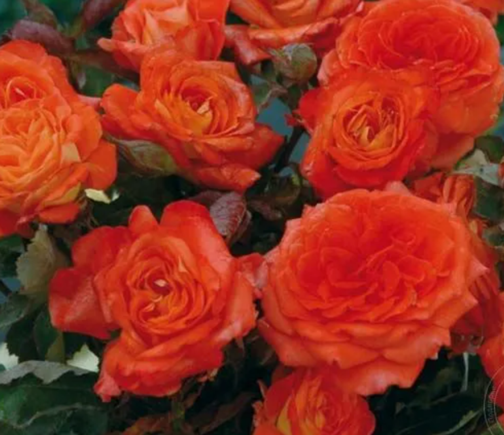 Роза флорибунда Валери де Монгольфье ОКС конец апреля -май 2026