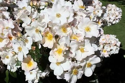 Салли Холмс (Sally Holmes)