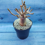 Adenium Baobab (Адениум)
