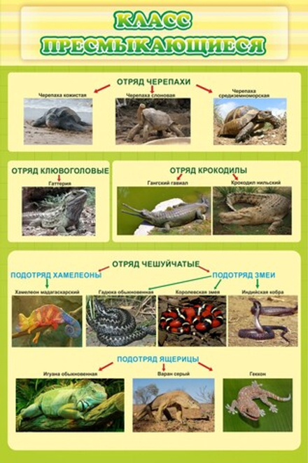 Стенд "Класс пресмыкающиеся"