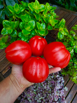 Фриульский гигант (Giante Friulano) сорт томата